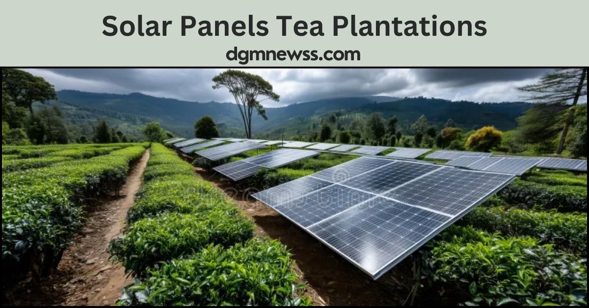 Solar Panels Tea Plantations: Agrivoltaics in Action